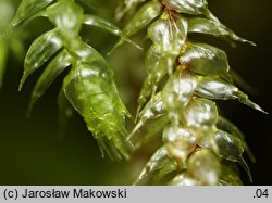 Loeskeobryum brevirostre (gajniczek krótkodzióbkowy)