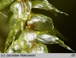 Loeskeobryum brevirostre (gajniczek krótkodzióbkowy)