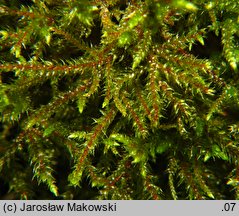 Loeskeobryum brevirostre (gajniczek krótkodzióbkowy)