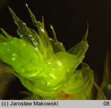 Loeskeobryum brevirostre (gajniczek krótkodzióbkowy)