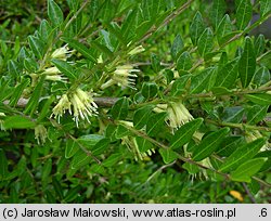 Lonicera pileata