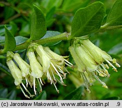 Lonicera pileata