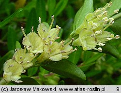 Lonicera pileata