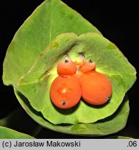 Lonicera caprifolium (wiciokrzew przewiercień)