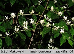 Lonicera maackii (wiciokrzew Maacka)