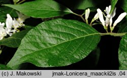 Lonicera maackii (wiciokrzew Maacka)