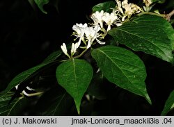 Lonicera maackii (wiciokrzew Maacka)