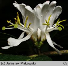 Lonicera maackii (wiciokrzew Maacka)