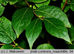 Lonicera maackii (wiciokrzew Maacka)