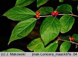 Lonicera maackii (wiciokrzew Maacka)