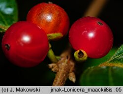 Lonicera maackii (wiciokrzew Maacka)