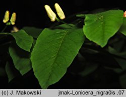 Lonicera nigra (wiciokrzew czarny)