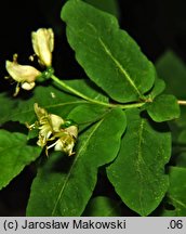 Lonicera nigra (wiciokrzew czarny)