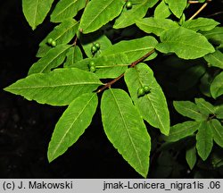 Lonicera nigra (wiciokrzew czarny)