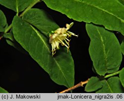 Lonicera nigra (wiciokrzew czarny)