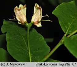 Lonicera nigra (wiciokrzew czarny)