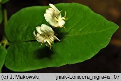 Lonicera nigra (wiciokrzew czarny)