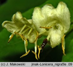 Lonicera nigra (wiciokrzew czarny)