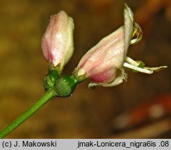 Lonicera nigra (wiciokrzew czarny)