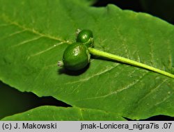 Lonicera nigra (wiciokrzew czarny)