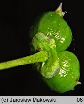 Lonicera nigra (wiciokrzew czarny)