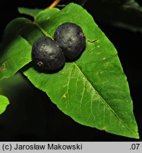 Lonicera nigra (wiciokrzew czarny)