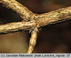 Lonicera nigra (wiciokrzew czarny)