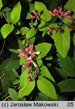 Lonicera ×bella (wiciokrzew Bella)