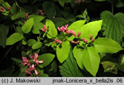 Lonicera ×bella (wiciokrzew Bella)