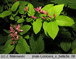 Lonicera ×bella (wiciokrzew Bella)