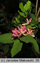 Lonicera ×bella (wiciokrzew Bella)