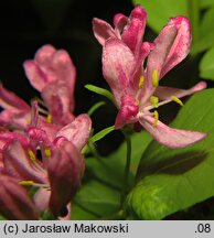 Lonicera ×bella (wiciokrzew Bella)