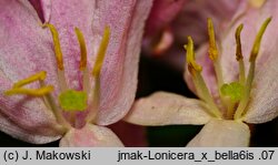 Lonicera ×bella (wiciokrzew Bella)