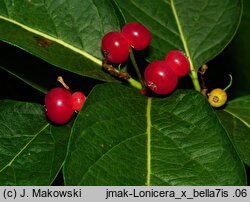 Lonicera ×bella (wiciokrzew Bella)