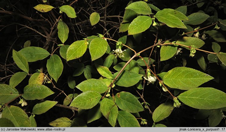 Lonicera ×purpusii (suchodrzew Purpusa)