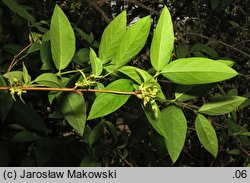 Lonicera ×purpusii (suchodrzew Purpusa)