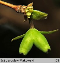 Lonicera ×purpusii (suchodrzew Purpusa)