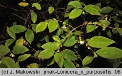 Lonicera ×purpusii (suchodrzew Purpusa)