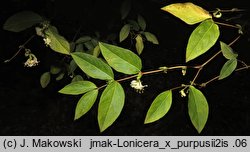 Lonicera ×purpusii (suchodrzew Purpusa)