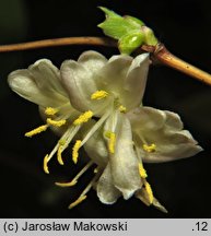 Lonicera ×purpusii (suchodrzew Purpusa)