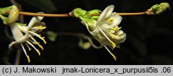 Lonicera ×purpusii (suchodrzew Purpusa)