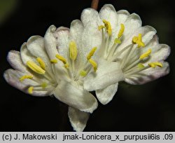 Lonicera ×purpusii (suchodrzew Purpusa)