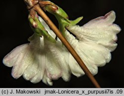 Lonicera ×purpusii (suchodrzew Purpusa)