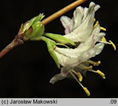 Lonicera ×purpusii (suchodrzew Purpusa)