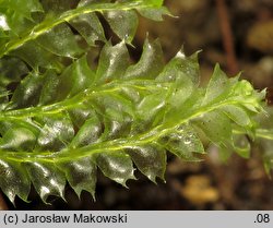 Lophocolea bidentata (płozik dwuzębny)