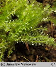 Lophocolea bidentata (płozik dwuzębny)