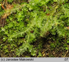 Lophocolea bidentata (płozik dwuzębny)