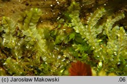 Lophocolea bidentata (płozik dwuzębny)