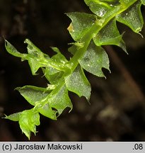 Lophocolea bidentata (płozik dwuzębny)