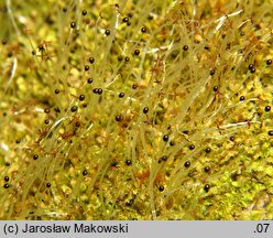 Lophocolea heterophylla (płozik różnolistny)